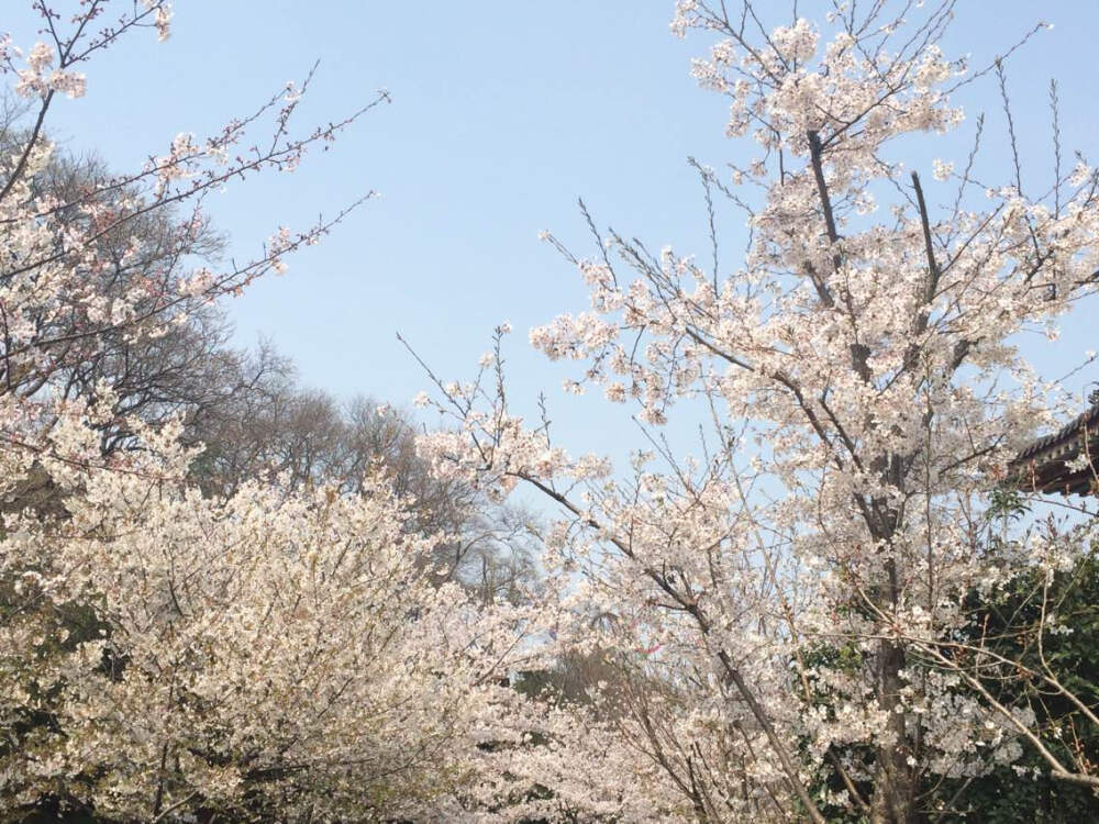 鸡鸣寺，樱花