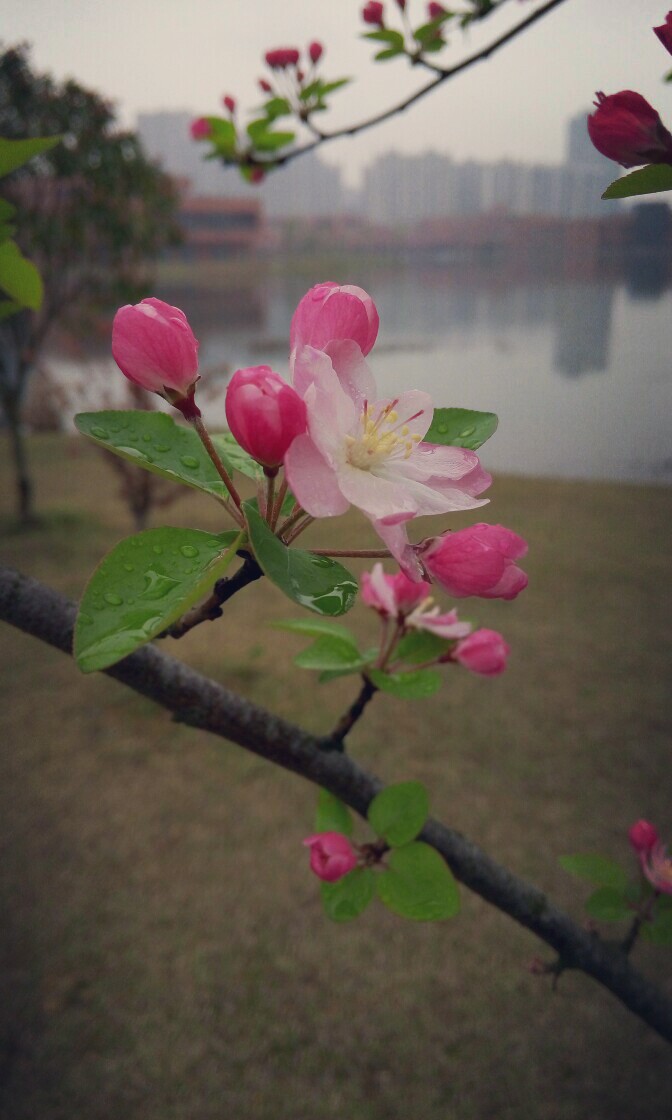 雨中的樱花~