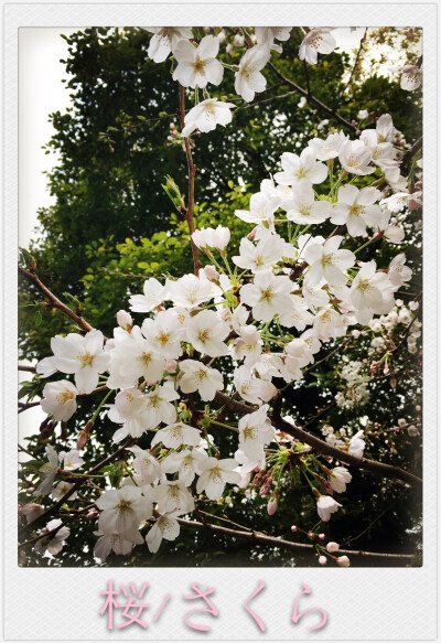 美丽的樱花盛开在温柔的春季！