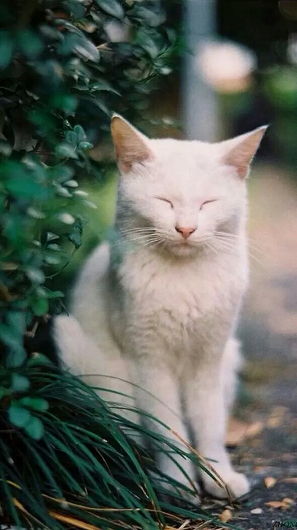 萌宠动物 喵星人 猫 特写 壁纸 门缝眼喵