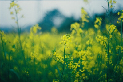 油菜花