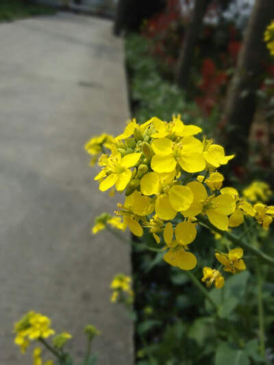 花期正好，拦路抢眼