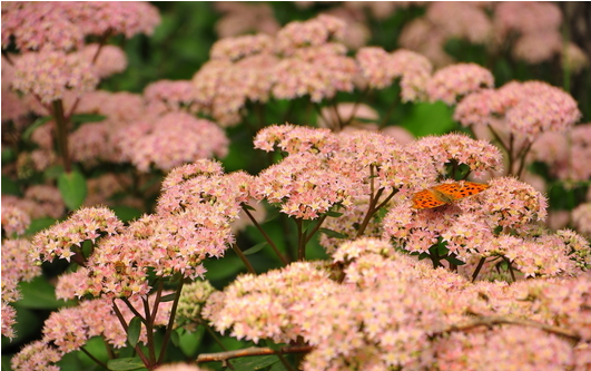 八宝景天Sedum spectabile.别名：华丽景天，长药八宝，大叶景天，八宝，活血三七，对叶景天，白花蝎子草。花期，7~10月。全草入药，全年可采。花语:吉祥...