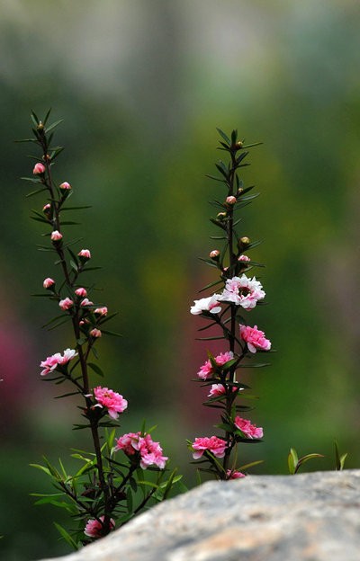 松红梅分布：澳洲、新西兰。 松红梅的花朵虽然不大,但开花繁茂,盛开时满树的小花星星点点,明媚娇艳,给人以繁花似锦的感觉。它的花期很长,在北方可从初冬开到初夏,在南方也能持续开放4个月之久...