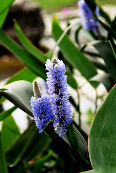  梭鱼草Pickerelweed.又称北美梭鱼草。都是迷人的紫色花朵，可别把它和薰衣草混淆了。它是水生花，因梭鱼的幼鱼喜欢藏匿于在它们密生的叶丛与根茎间嬉戏游乐由此而得名。 每到花开时节，叶片翠绿光亮，蓝色的花像飞舞的蓝色小鸟。梭鱼草花语：自由...