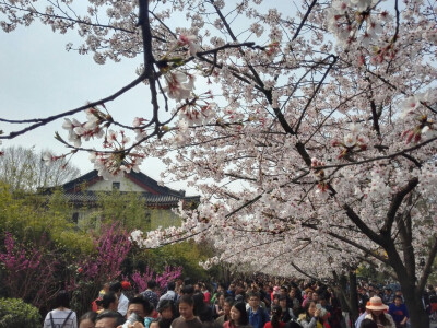 这个春天鸡鸣寺旁边