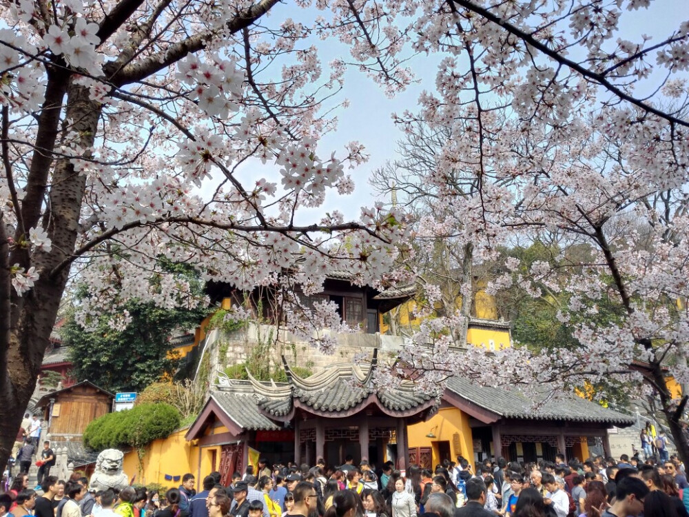 这个春天鸡鸣寺对面