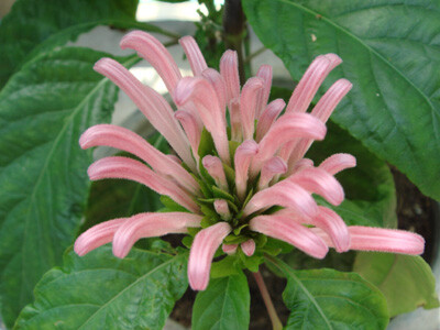 珊瑚花Jatropha multifida L.又名巴西羽花，花期6～8月。珊瑚花花期长，又较耐阴，盆栽十分适合室内装饰布置。花语:爱慕之心、细腻的感情、高贵。送花对象:朋友、友人、同事...