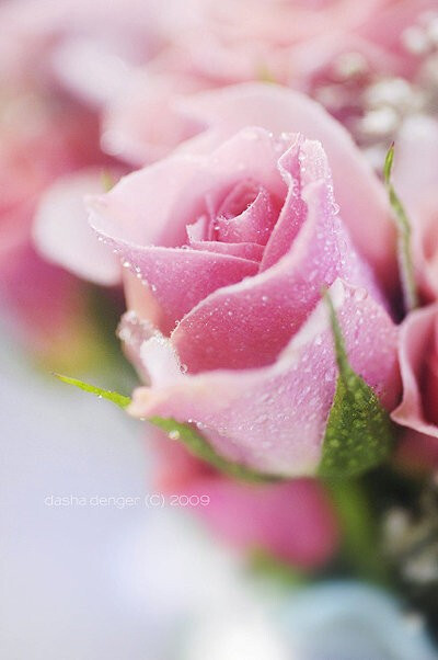 粉玫瑰粉玫瑰代表感动、爱的宣言、铭记于心 、初恋, 喜欢你那灿烂的笑容...