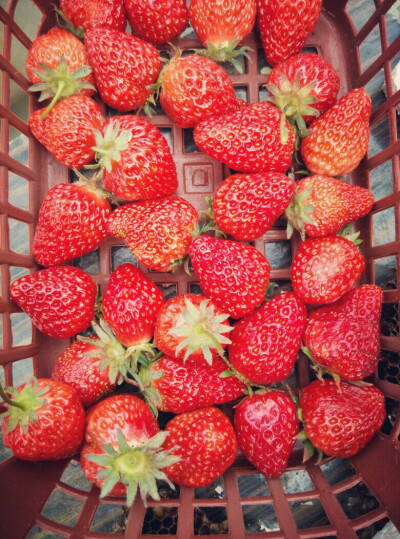 #曬出你的票根#Strawberries?