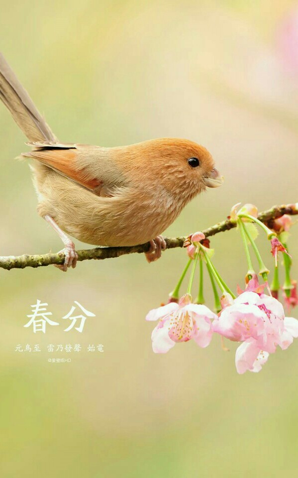 「春分蝴蝶舞花间」每年的3月20日（或21日），阳光直照赤道，昼夜几乎等长。我国广大地区越冬作物将进入春季生长阶段。