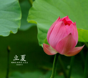 立夏：5月5日或6日“立夏”。万物生长，欣欣向荣。