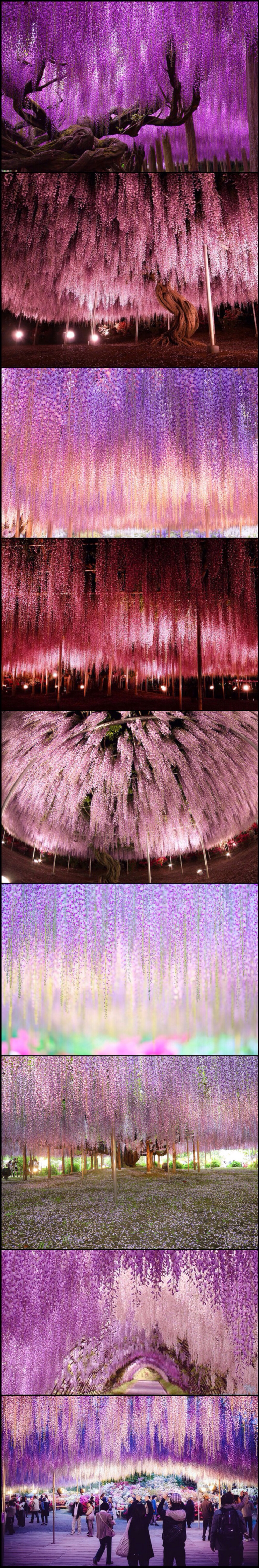 日本Ashikaga Flower公园 4 月中旬至 5 月中旬，公園裡最具代表高齡過 145 年的紫藤，開花期的蝶形花朵成串下垂，垂掛花穗若紫色瀑布，壯觀的籐花瀑布美得令人屏息，如此流光異彩的粉紅雨瀑就像整片粉色的浪漫夜空。