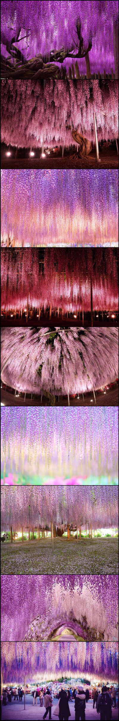 日本Ashikaga Flower公园 4 月中旬至 5 月中旬，公園裡最具代表高齡過 145 年的紫藤，開花期的蝶形花朵成串下垂，垂掛花穗若紫色瀑布，壯觀的籐花瀑布美得令人屏息，如此流光異彩的粉紅雨瀑就像整片粉色的浪漫夜空。