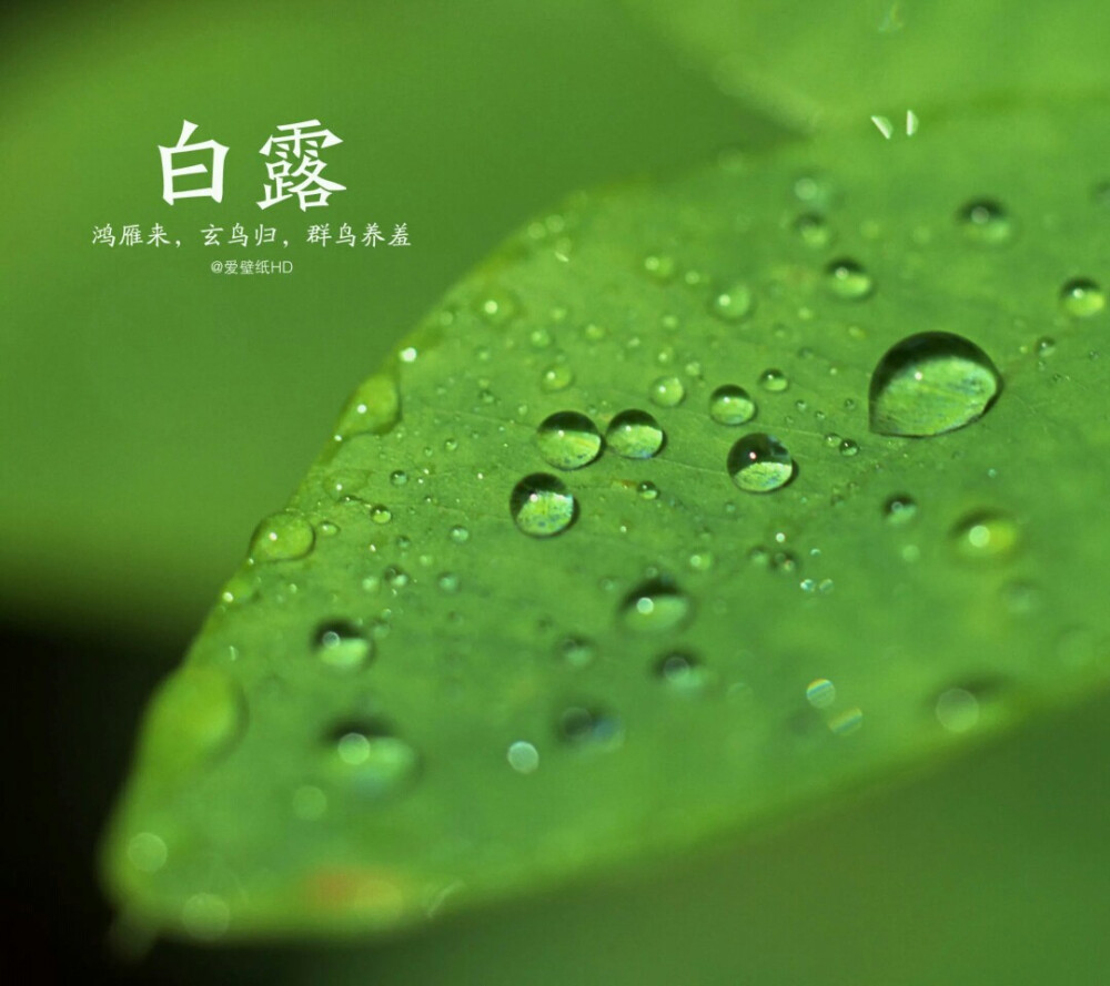 白露：9月8日前后，由于太阳直射点明显南移，各地气温下降很快，天气凉爽，晚上贴近地面的水气在草木上结成白色露珠，由此得名“白露”。