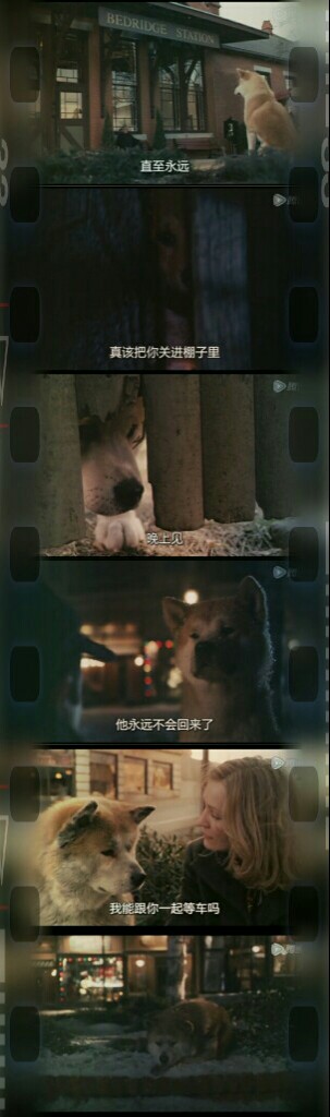 《忠犬八公的故事》，永远不要忘记你爱的人，要记得他们，直到永远。。