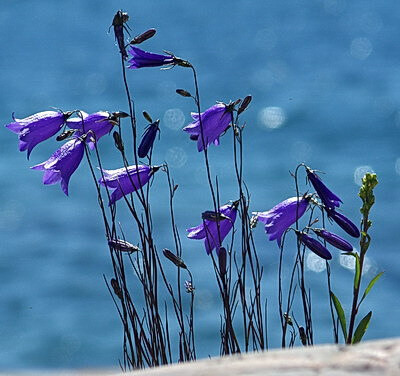 蓝铃花Hyacinthoides non-scripta.又称“苏格兰的蓝色铃铛”或“妖精的铃铛”。桔梗科紫斑凤铃草，多年生植物。它的花形让人联想到玄关处所挂的铃铛，因此它的花语是访问。在欧洲国家如果女孩们同妈妈或者朋友发生了矛盾，一方可以捧着一束蓝铃花向别人道歉。如果有些话开不了口，那就用花语表示吧。花语:访问...