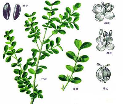 别名:瓜子黄杨,锦熟黄杨