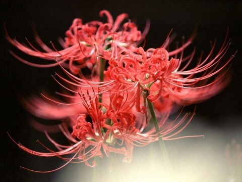 彼岸花Lycoris radiata var. radiata.传说，很久很久以前，城市的边缘开满了大片大片的彼岸花—曼珠沙华。守护在彼岸花身边的是两个妖精，一个是花妖叫曼珠，一个是叶妖叫沙华。他们守候了几千年的彼岸花，可是从来无法亲眼见到对方……因为花开时看不见叶子；而有叶子时却看不见花。花叶之间，始终不能相见，生生相错。可是，他们疯狂地想念着彼此，并被这种痛苦深深地折磨着。 花期夏末秋初，约从7月至9月。 花语：传说中的引魂之花，冥界唯一的花。 “彼岸花，开一千年落一千年，花叶永不相见情不为因果，缘注定生死”...