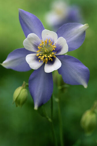 耧斗菜Aquilegia viridiflora Pall.别名猫爪花， 在6、7月间开紫花，花药黄色，供药用。 毛茛科耧斗菜属植物小花耧斗菜， 以全草入药。夏季采收，洗净切碎，熬煎至浓缩成膏用。 功能主治：调经止血。用于月经不调，…