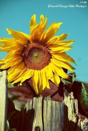 向日葵不懂你微笑的意思 只能像一朵向日葵 在夜里默默的坚持！向日葵一年生草本，高1~3米， 俗称葵花子，性喜温暖，耐旱。 是秘鲁、玻利维亚、俄罗斯等国的国花，美国堪萨斯州的州花，日本北九州市的市花。 向日葵的优秀作品有梵高《向日葵》，朱宣咸《红岩初夏》。 花语： 信念、光辉、高傲、忠诚、爱慕、勇敢地去追求自己想要的幸福、沉默的爱...