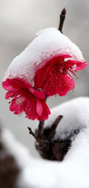 一枝红梅能傲雪，冰雪世界的一点红。梅花为南京、武汉、无锡、梅州等地市花。 花期在2～3个月左右。 最大的特点是它的花期是在寒冬季节，竟然会有一种花可以忍受住冷冽的寒冬为人们绽放出如此绚烂的花朵，为世界增添如此美丽的一景。 梅花也被认为是最有气节的花种。另外梅花虽然生长环境恶劣，但是依然快乐的绽放，表达了一种迎接希望的乐观的性格。 梅花的香，有清、幽的特点。 梅花的形态可用：疏、瘦、古来概括。梅花花语为“坚强 ，忠贞，高雅”...