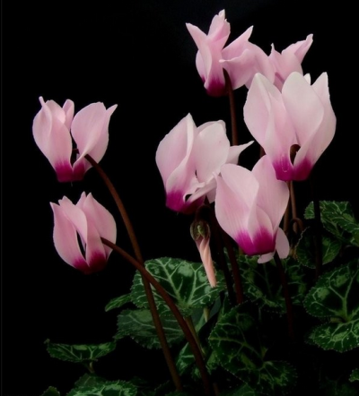 仙客来Cyclamen persicum Mill.花期10月至翌年4月。世界性的观赏花卉，很受爱花者的推崇，因此被推举为盆花的女王。花期长达数月，深受人们喜爱。圣马力诺选上这种&amp;quot;世界级&amp;quot;的花卉来当国花的确相当…