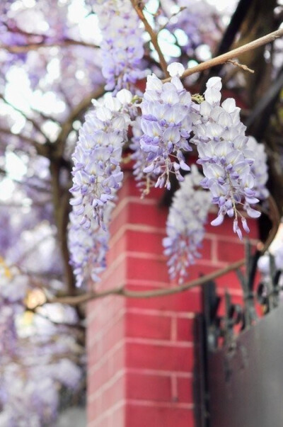 紫藤花Wisteria sinensis.春季开花，民间紫色花朵或水焯凉拌，或者裹面油炸，制作“紫萝饼”、“紫萝糕”等风味面食。有时夏末秋初还会再度开花。花穗、荚果在翠羽般的绿叶衬托下相映成趣。紫藤以茎皮、花及种子入药…