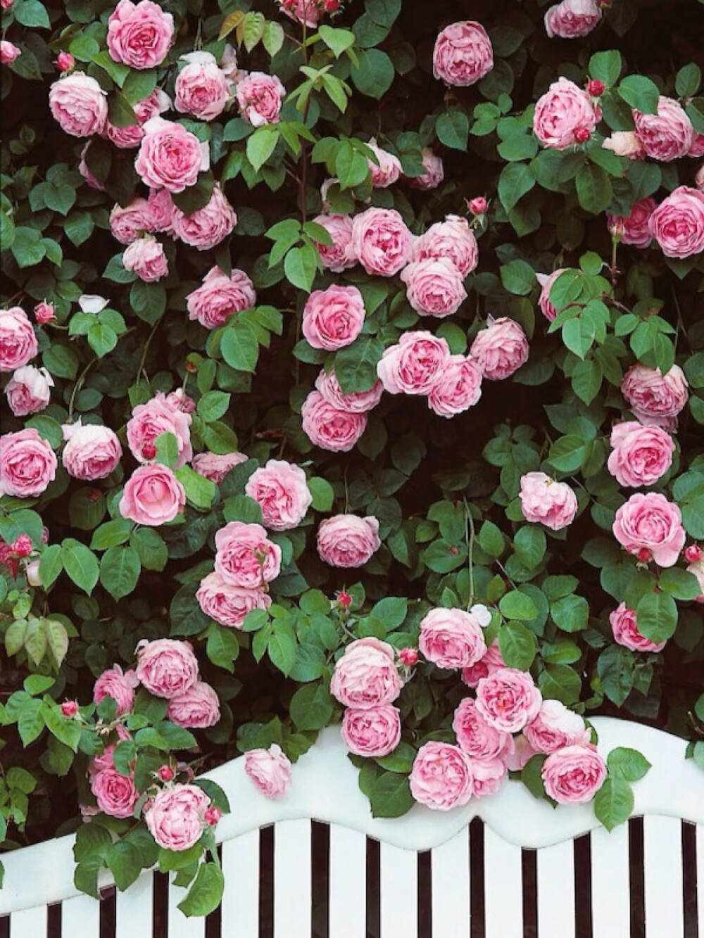 愿得韶华刹那，开得满树芳华。