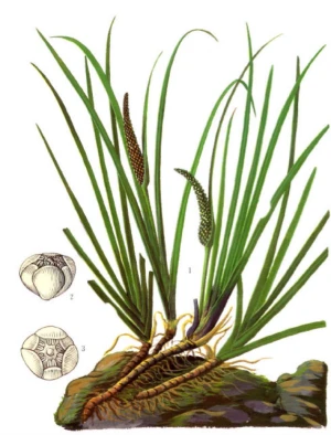 石菖蒲 堆糖 美图壁纸兴趣社区