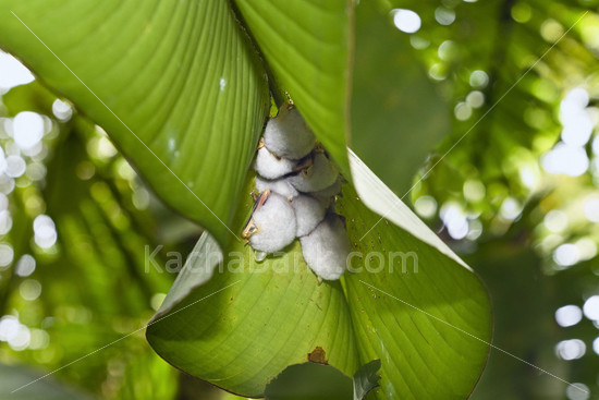  白蝠（ Ectophylla alba）生活在中美洲。它们会把蝎尾蕉的叶脉咬断，让叶片耷拉形成一个帐篷，一只公蝠和几位后宫挤在下面。 超萌！