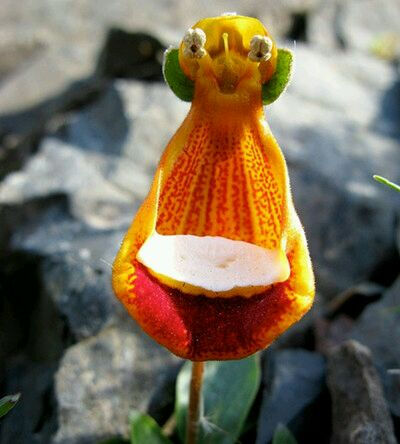  Calceolaria uniflora，中文一般叫 布袋花。玄参科蒲包花属，长了个袋子。产自高山，耐寒怕热，东北人可以种种看，不过市面上几乎没卖的。实在心痒，可以买它的亲戚蒲包花（荷包花），一到春节市场上就特别多，也有…