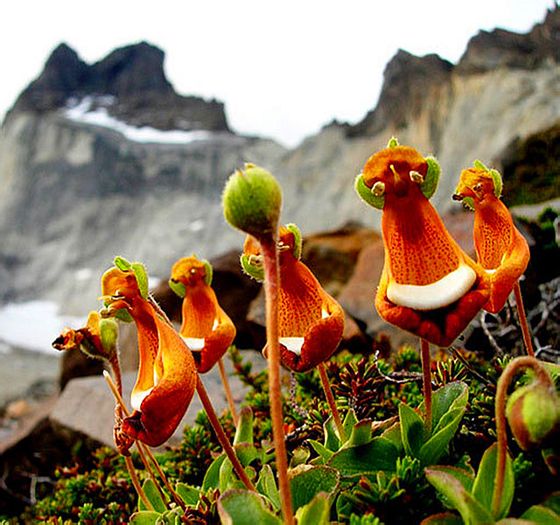  Calceolaria uniflora，中文一般叫 布袋花。玄参科蒲包花属，长了个袋子。产自高山，耐寒怕热，东北人可以种种看，不过市面上几乎没卖的。实在心痒，可以买它的亲戚蒲包花（荷包花），一到春节市场上就特别多，也有袋子，而且比布袋花袋子还大 快乐的外星人……