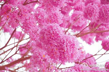  红花风铃木 Tabebuia pentaphylla，原产南美，现在两广一带有种植。它还有个亲戚黄花风铃木，和它很像，但花是金黄的。