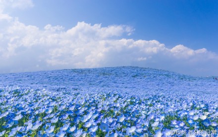  喜林草Nemophila menziesii（ 粉蝶花，幌菊）英文名：baby blue eyes，所以又叫婴眼花，像白种人婴儿的蓝眼睛。除了日本，美国加州也很多，全日照尽情晒，不耐零下低温 （位于日本的日立海滨公园 ，拥有超过470英亩的美丽的花田，每年4月的时候这里都会变成花的海洋，