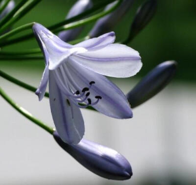 百子莲Agapanthus.又名：紫君子兰、蓝花君子兰。盛夏至初秋开花。百子莲又称紫百合名来自于希腊语“爱之花”，“浪漫的爱情”，“爱情降临”。充满着神秘和浪漫色彩的爱情之花。百子莲在花市里它还有一个很浪漫的别…