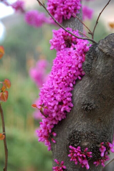 豆科紫荆花Cercis chinensis Bunge.原产于中国。皮果木花皆可入药，其种子有毒。是家庭和美、骨肉情深的象征...