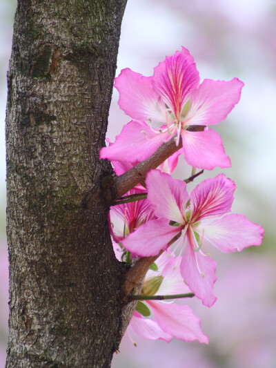 紫荆花Bauhinia blakeana Dunn.香港特别行政区区花。广东省珠海市的市树。广东省湛江市市花是紫荆花。该花花色紫红，形如蝴蝶，景色奇特，艳丽可爱，当叶子还没长出时，枝条上花已盛开，所以又称“满条红”。高6米，…