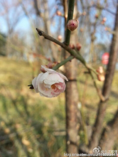 【石之若璞-花事-早春觅花影】梅~蔷薇科~农历初五摄于玉渊潭~