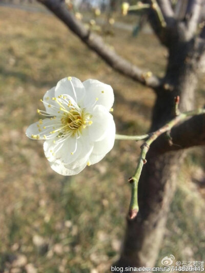 【石之若璞-花事-早春觅花影】梅~蔷薇科~农历初五摄于玉渊潭~