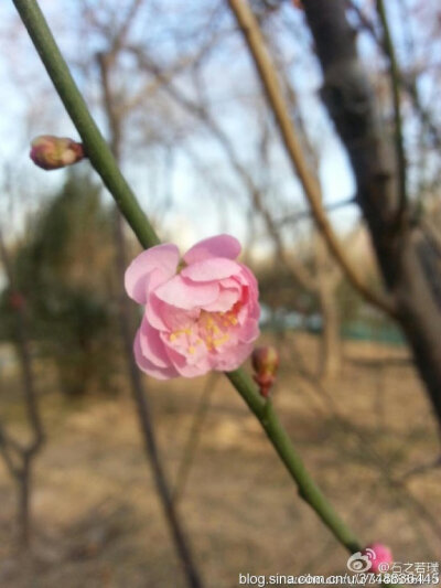 【石之若璞-花事-早春觅花影】梅~蔷薇科~农历初五摄于玉渊潭~