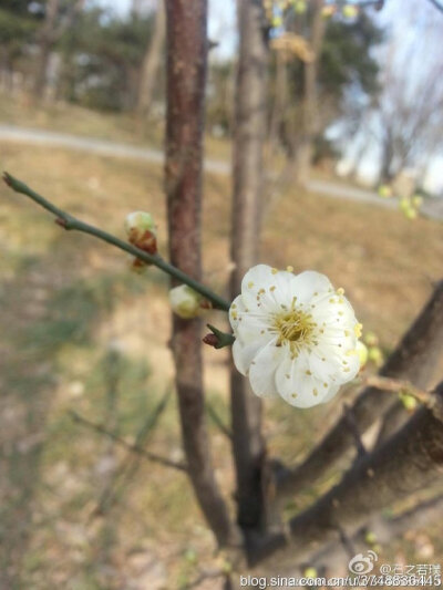 【石之若璞-花事-早春觅花影】梅~蔷薇科~农历初五摄于玉渊潭~