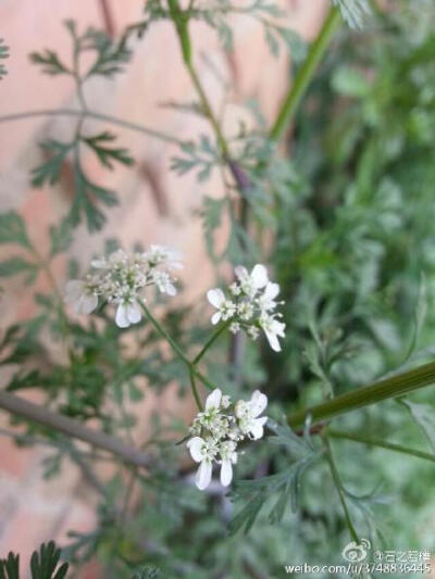 【石之若璞-花事-早春觅花影】芫荽~伞形目，伞形科，芫荽属~别 称：香菜，胡荽~3月22日摄于昌平~