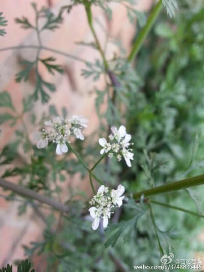 【石之若璞-花事-早春觅花影】芫荽~伞形目，伞形科，芫荽属~别 称：香菜，胡荽~3月22日摄于昌平~