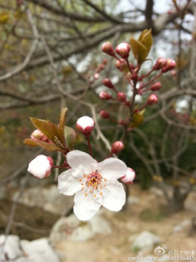 【石之若璞-花事-早春觅花影】紫叶李~别名红叶李，樱桃李~蔷薇科李属落叶小乔木~