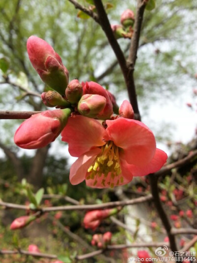 【石之若璞-花事-早春觅花影】贴梗海棠~别名木瓜、楙、贴梗木瓜、铁脚梨、皱皮木瓜、汤木瓜、宣木瓜等~蔷薇科木瓜属~