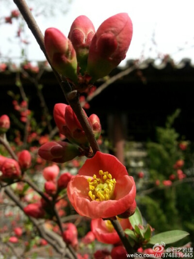 【石之若璞-花事-早春觅花影】贴梗海棠~别名木瓜、楙、贴梗木瓜、铁脚梨、皱皮木瓜、汤木瓜、宣木瓜等~蔷薇科木瓜属~