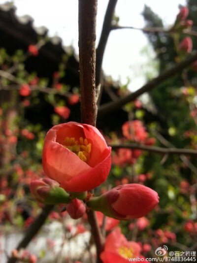 【石之若璞-花事-早春觅花影】贴梗海棠~别名木瓜、楙、贴梗木瓜、铁脚梨、皱皮木瓜、汤木瓜、宣木瓜等~蔷薇科木瓜属~