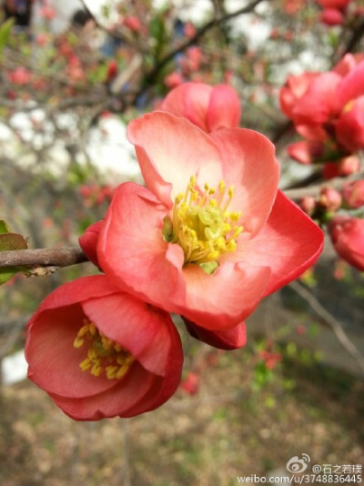 【石之若璞-花事-早春觅花影】贴梗海棠~别名木瓜、楙、贴梗木瓜、铁脚梨、皱皮木瓜、汤木瓜、宣木瓜等~蔷薇科木瓜属~