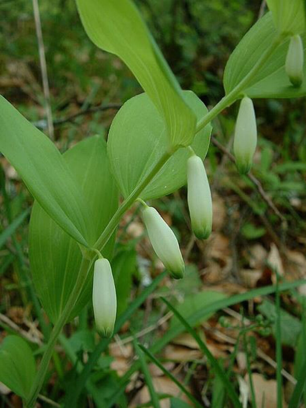 玉竹【别名】荧、委萎、女萎、萎蕤、葳蕤、王马、节地、虫蝉、乌萎、青粘、黄芝、地节、萎蕤、马熏、葳参、玉术、山玉竹、笔管子、十样错、竹七根、竹节黄、黄脚鸡、百解药、山姜、黄蔓菁、尾参、连竹、西竹